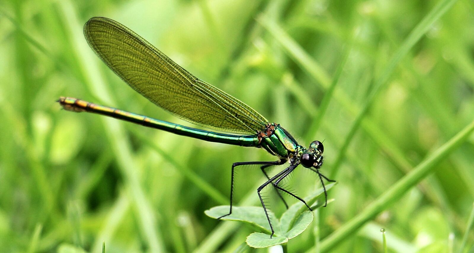 Canon EOS 550D (EOS Rebel T2i / EOS Kiss X4) sample photo. Dragonfly, insect, wand dragonfly photography
