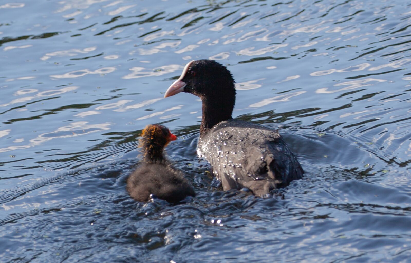 Canon EOS 5D Mark II + Canon EF 100-400mm F4.5-5.6L IS II USM sample photo. Coot chick, ugly chick photography