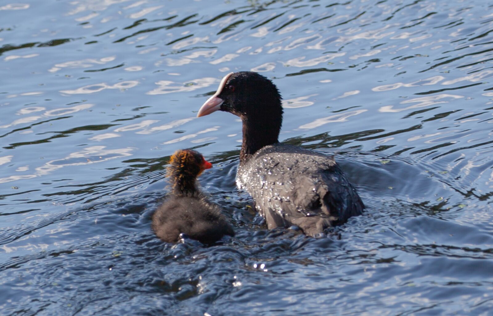Canon EOS 5D Mark II sample photo. Coot chick, ugly chick photography