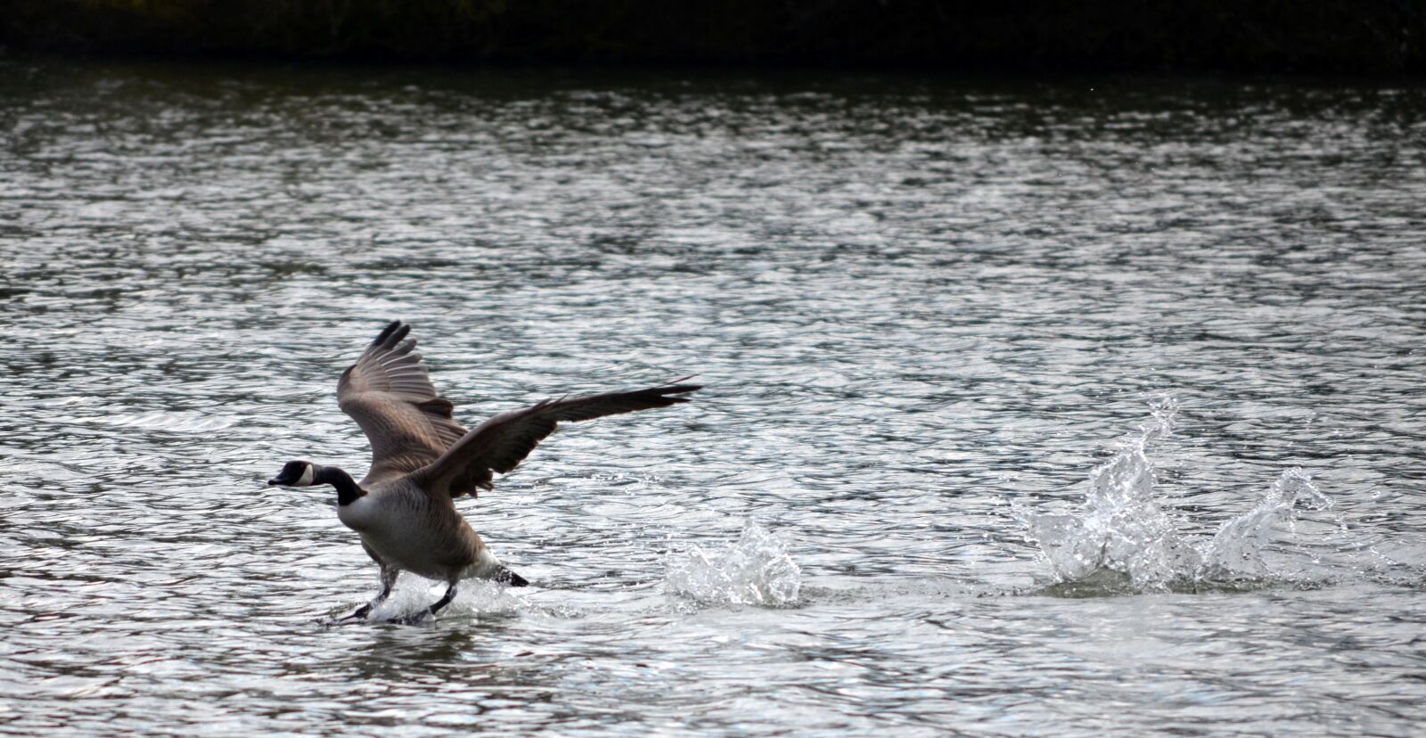Nikon D5100 sample photo. Goose, start departure, lake photography