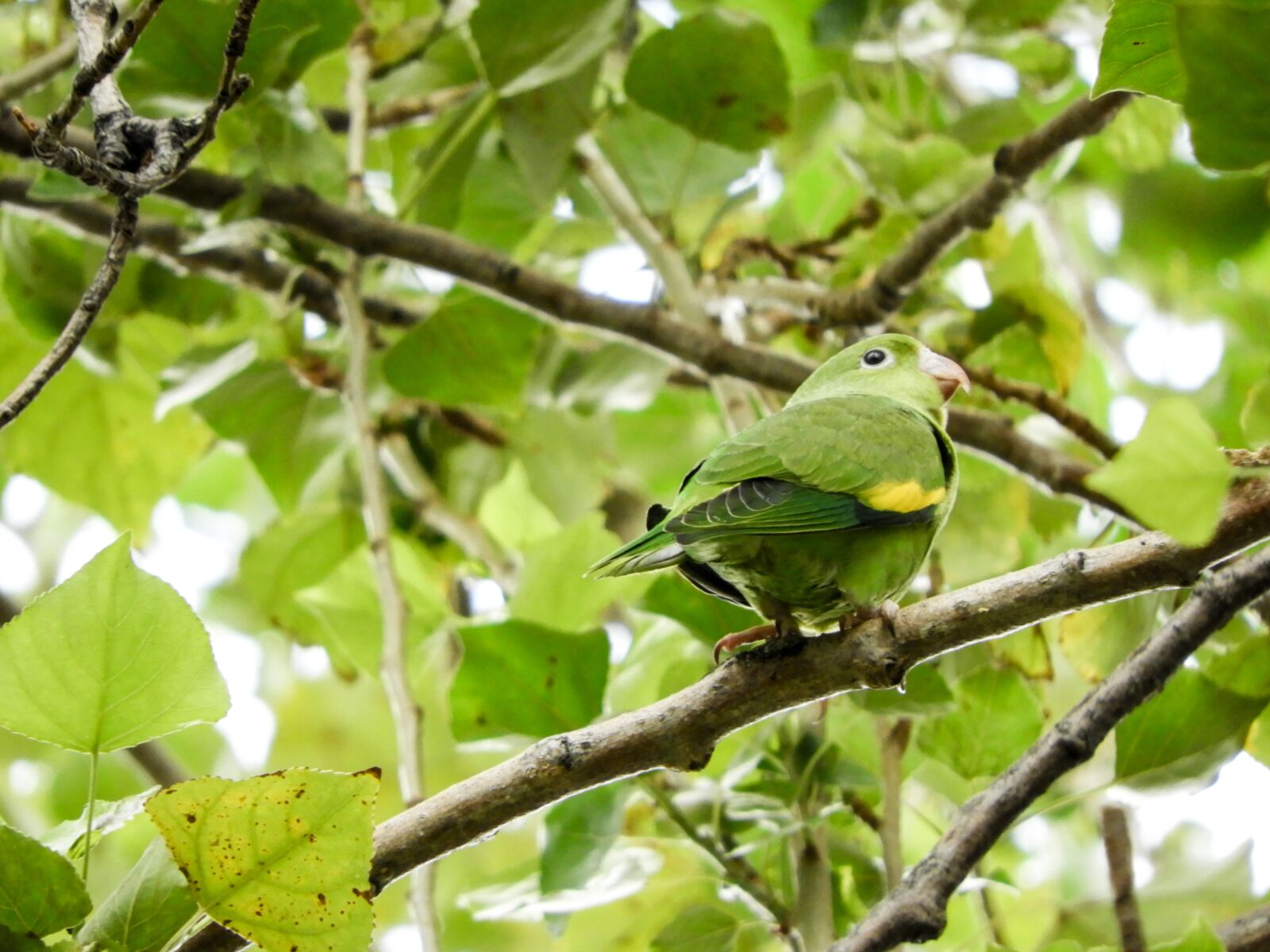 Nikon Coolpix B700 sample photo. Parrot, budgie, native photography