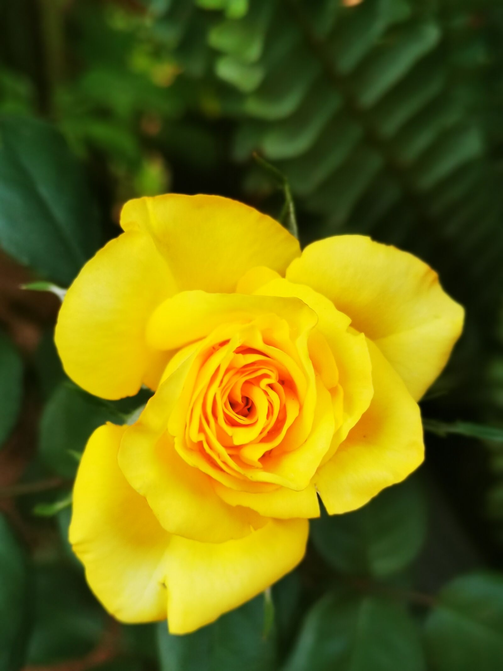 HUAWEI P30 sample photo. Yellow, rosa, flower photography