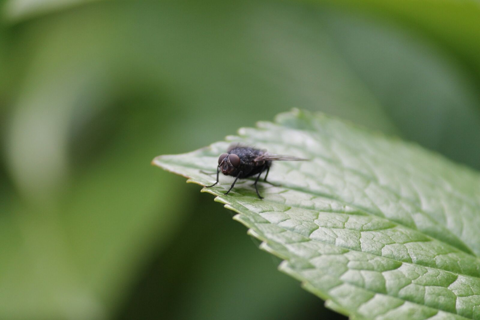 Canon EF-S 55-250mm F4-5.6 IS II sample photo. Leaf, insect, fly photography