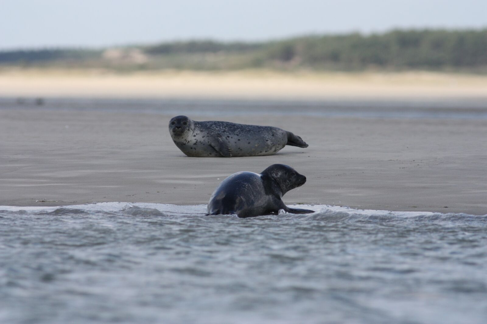 Canon EOS 450D (EOS Rebel XSi / EOS Kiss X2) sample photo. Seals veaux marins, seals photography