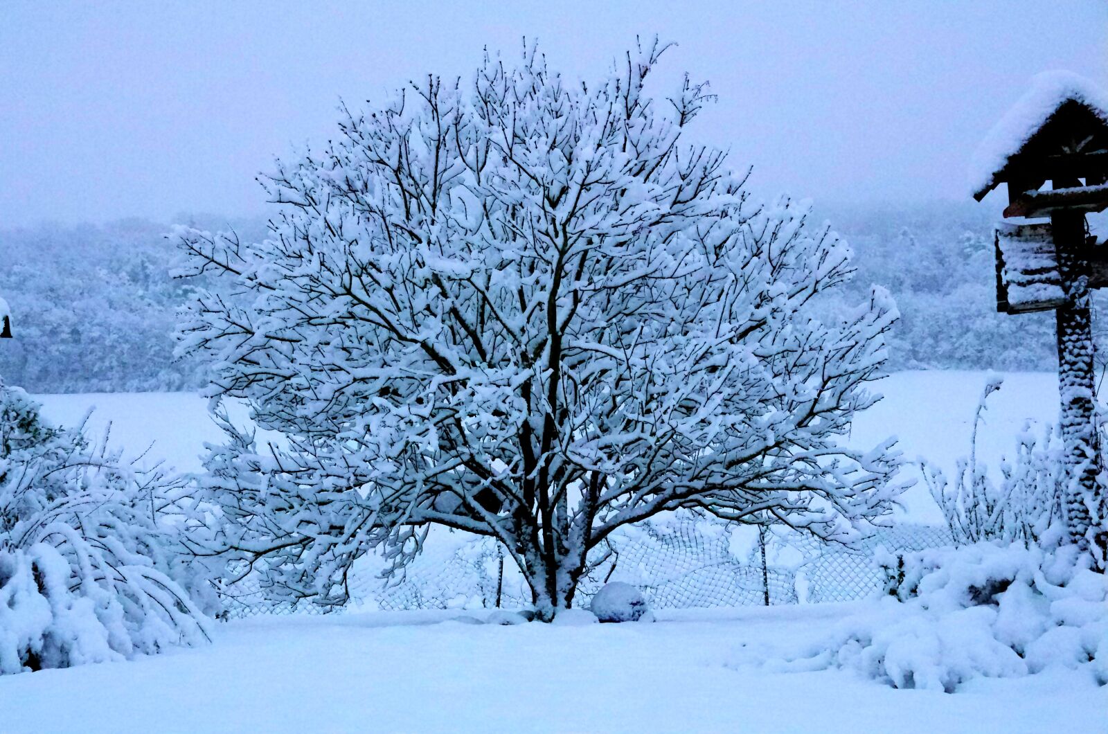 Pentax K-5 sample photo. Snow, winter, tree photography