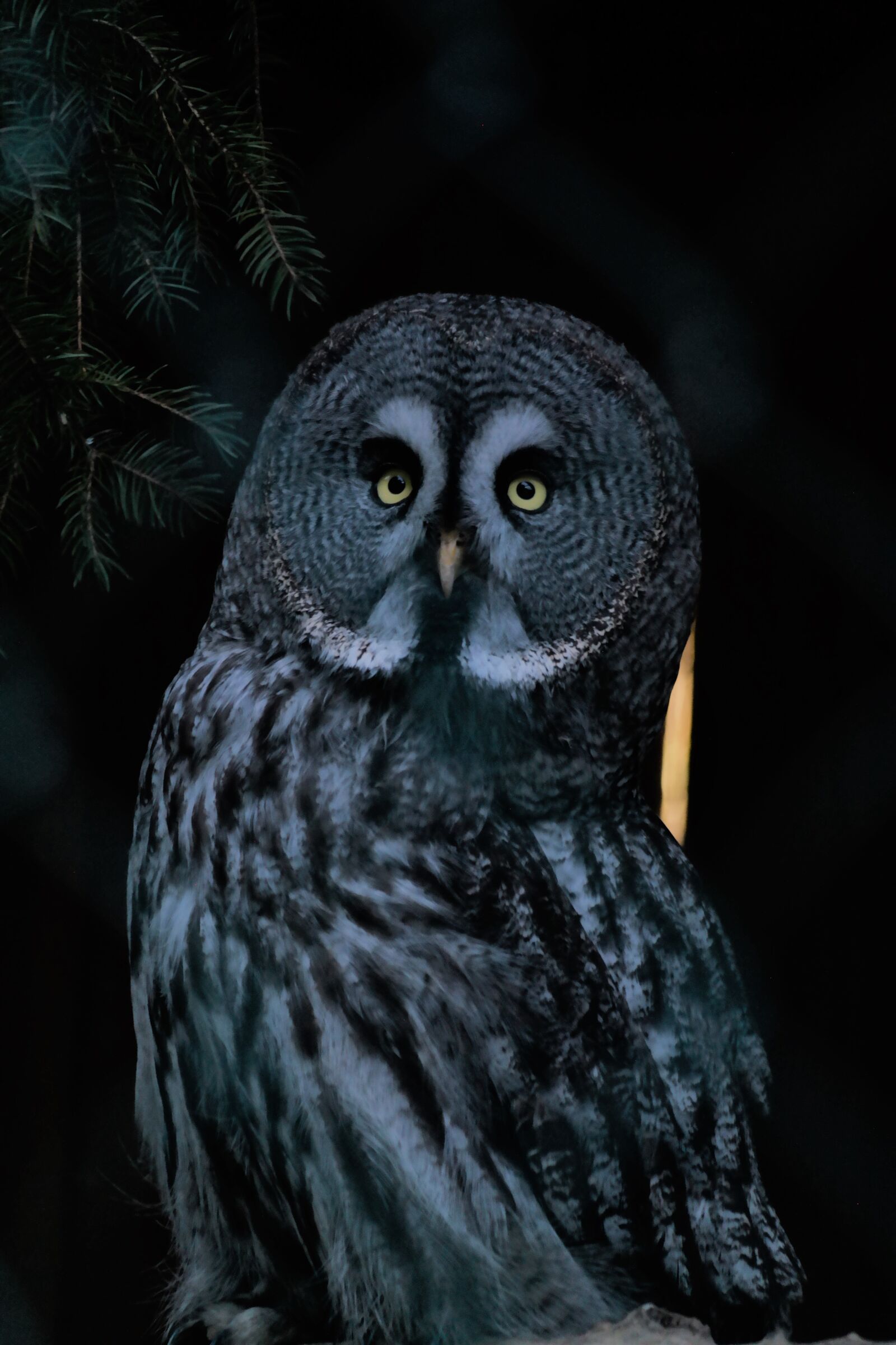 Samsung NX30 + NX 50-200mm F4-5.6 sample photo. Bird, owl, nocturnal photography