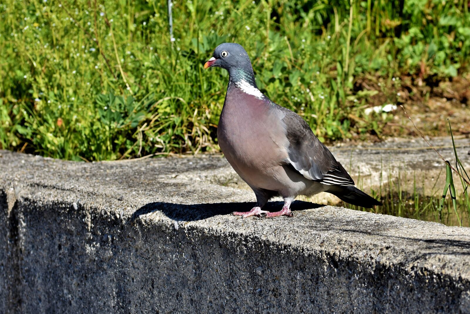 Nikon D7200 sample photo. Dove, ringdove, bird photography
