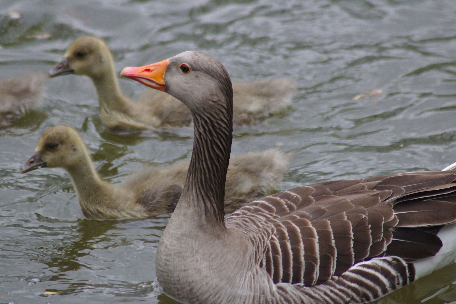 Canon EOS 750D (EOS Rebel T6i / EOS Kiss X8i) sample photo. Goose, head, bill photography