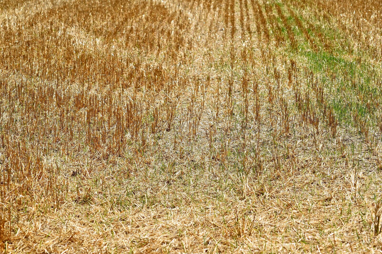 Nikon D5500 sample photo. Rural, field, agriculture, straw photography