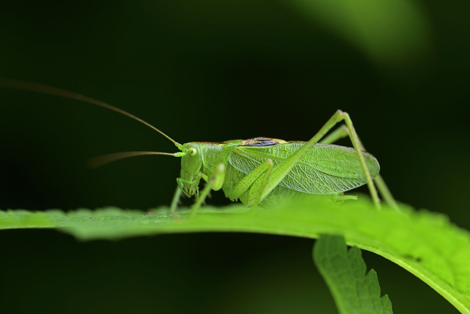Nikon D800 sample photo. Insect, insects, summer insects photography