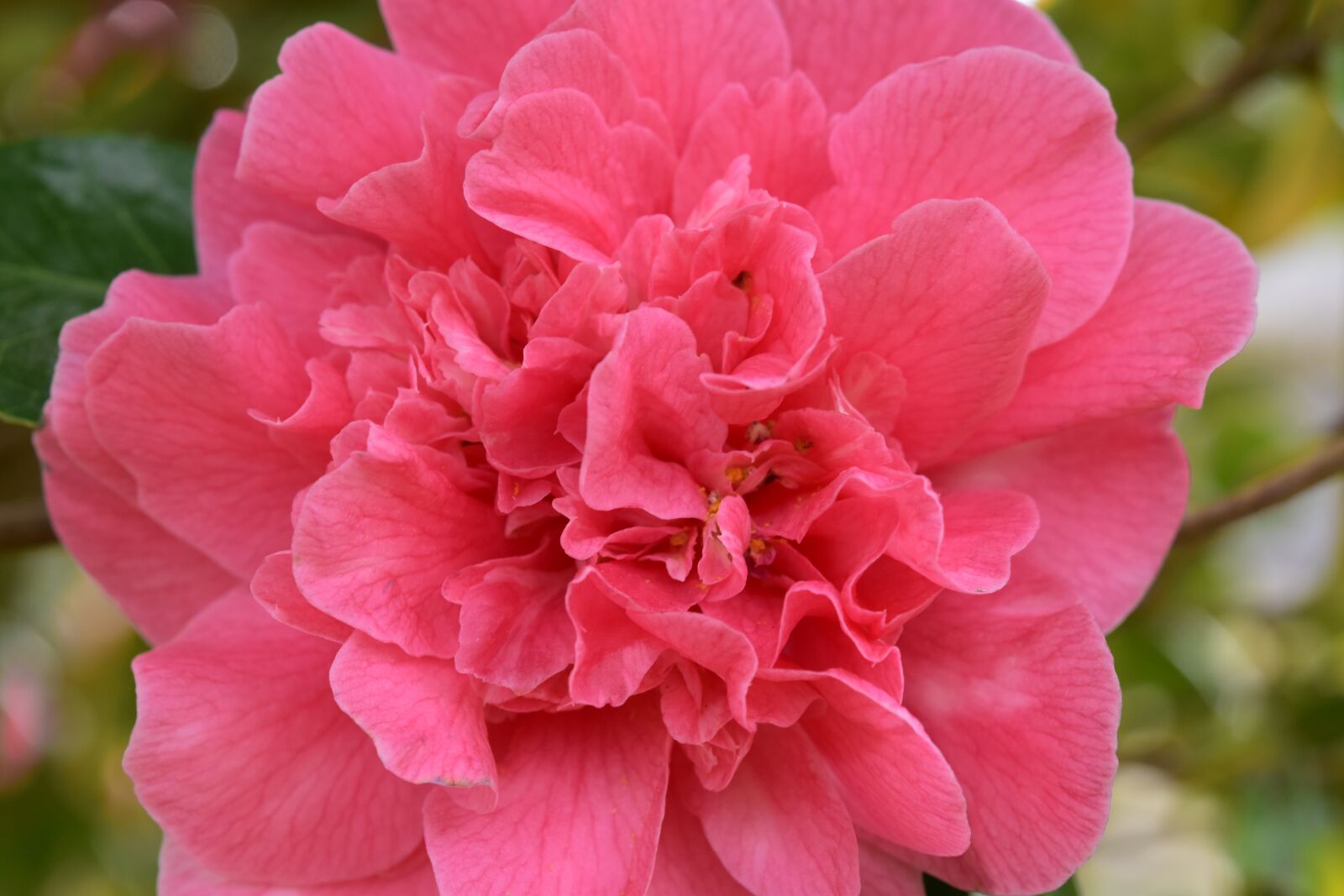 Nikon D5600 sample photo. Flower, pink flower, flower photography