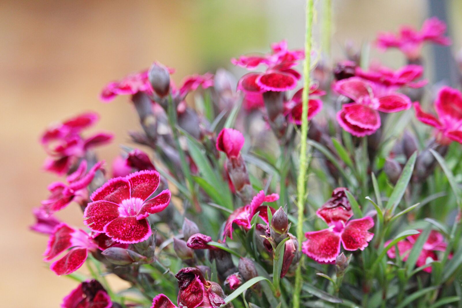 Canon EF-S 55-250mm F4-5.6 IS STM sample photo. Garden, hanging traffic lights photography