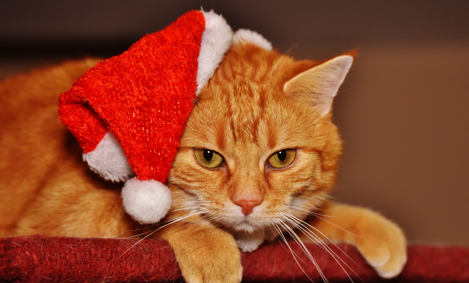 Nikon D7200 sample photo. Cat, red, christmas photography