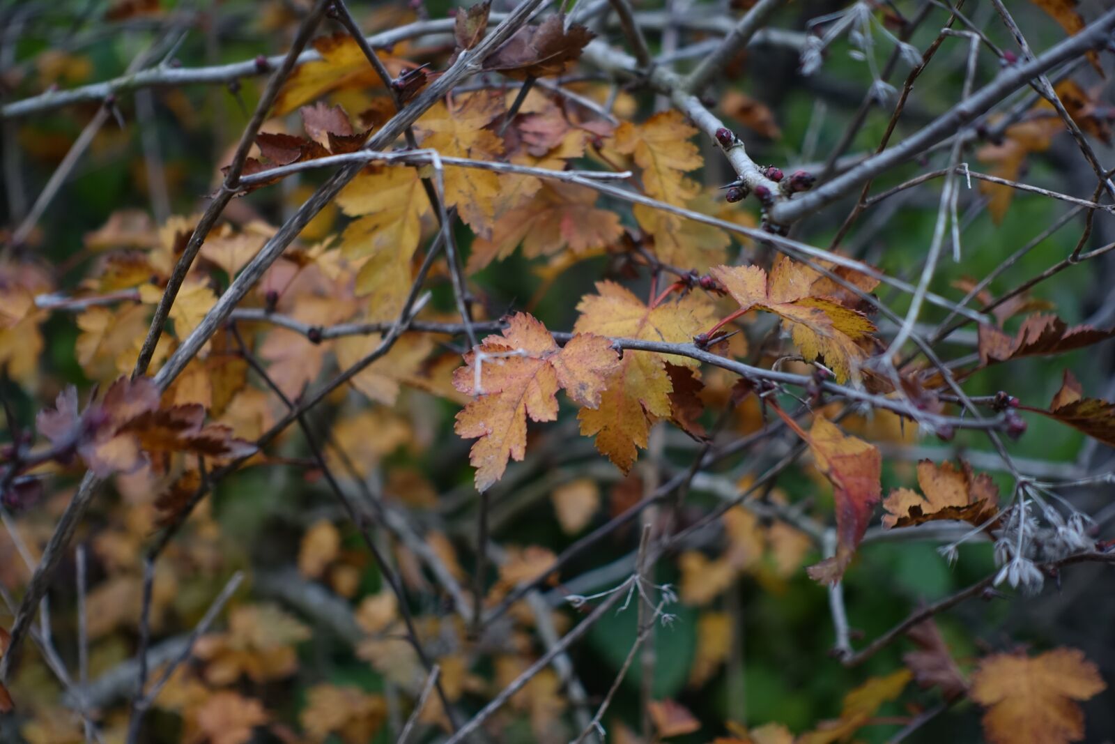 Sony Cyber-shot DSC-RX100 IV sample photo. Leaves, yellow, nature photography