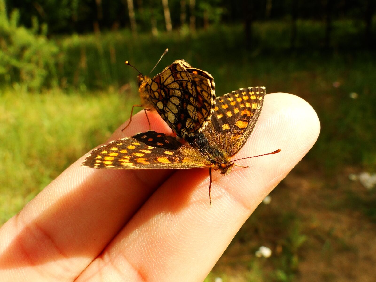 Sony Cyber-shot DSC-HX1 sample photo. Nature, butterfly day, insect photography