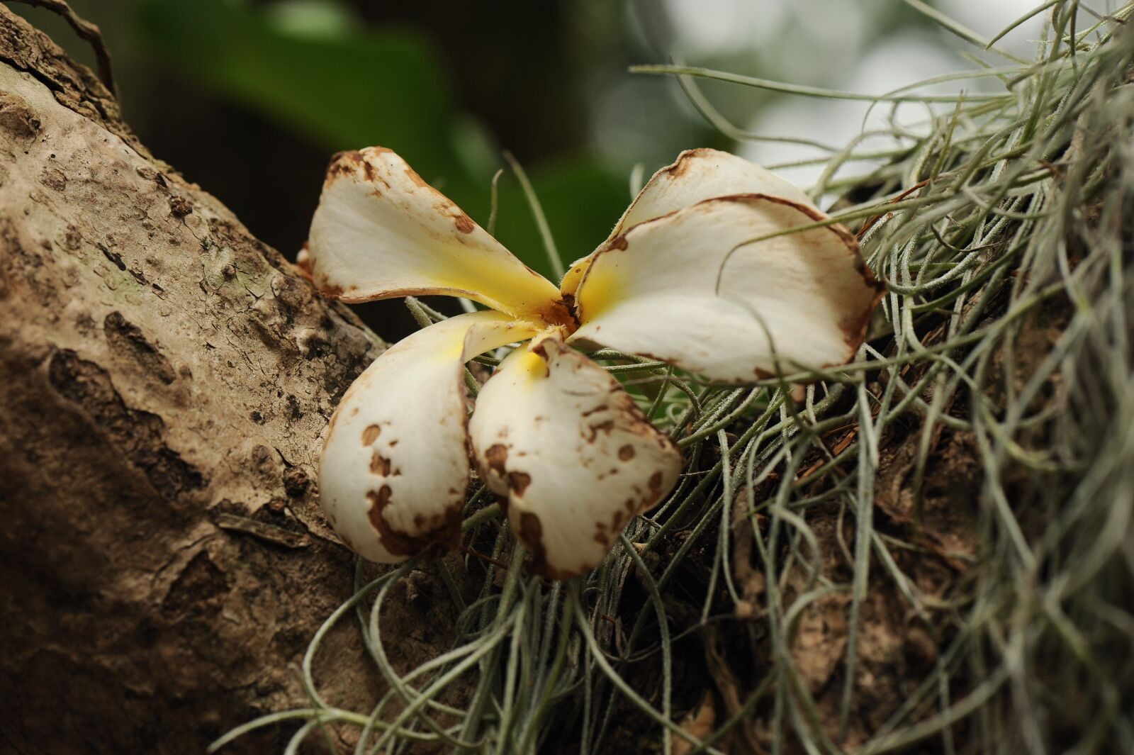 Nikon D700 sample photo. White flower, dried, dry photography