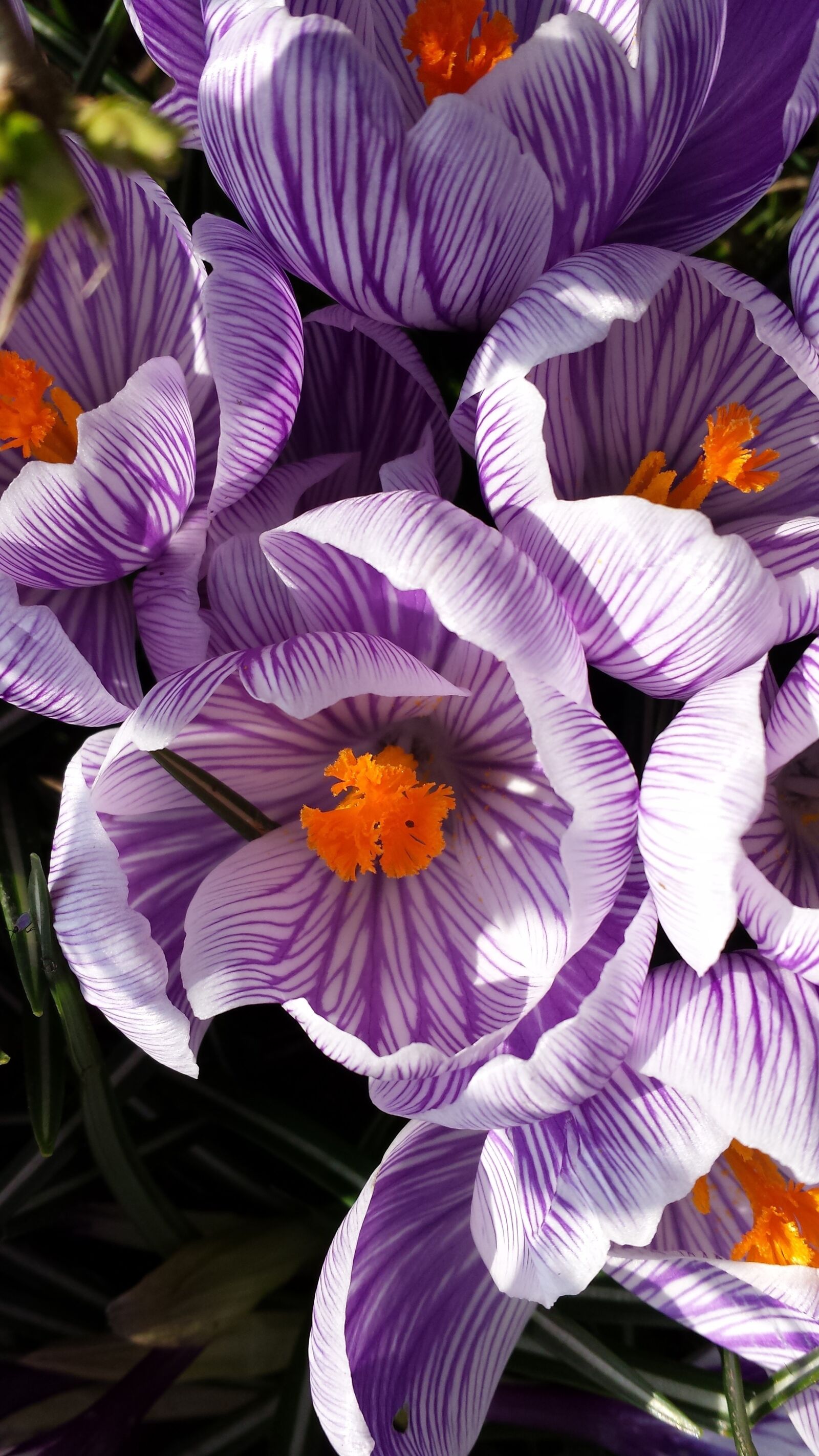 Samsung Galaxy S4 sample photo. Crocus, close up, spring photography