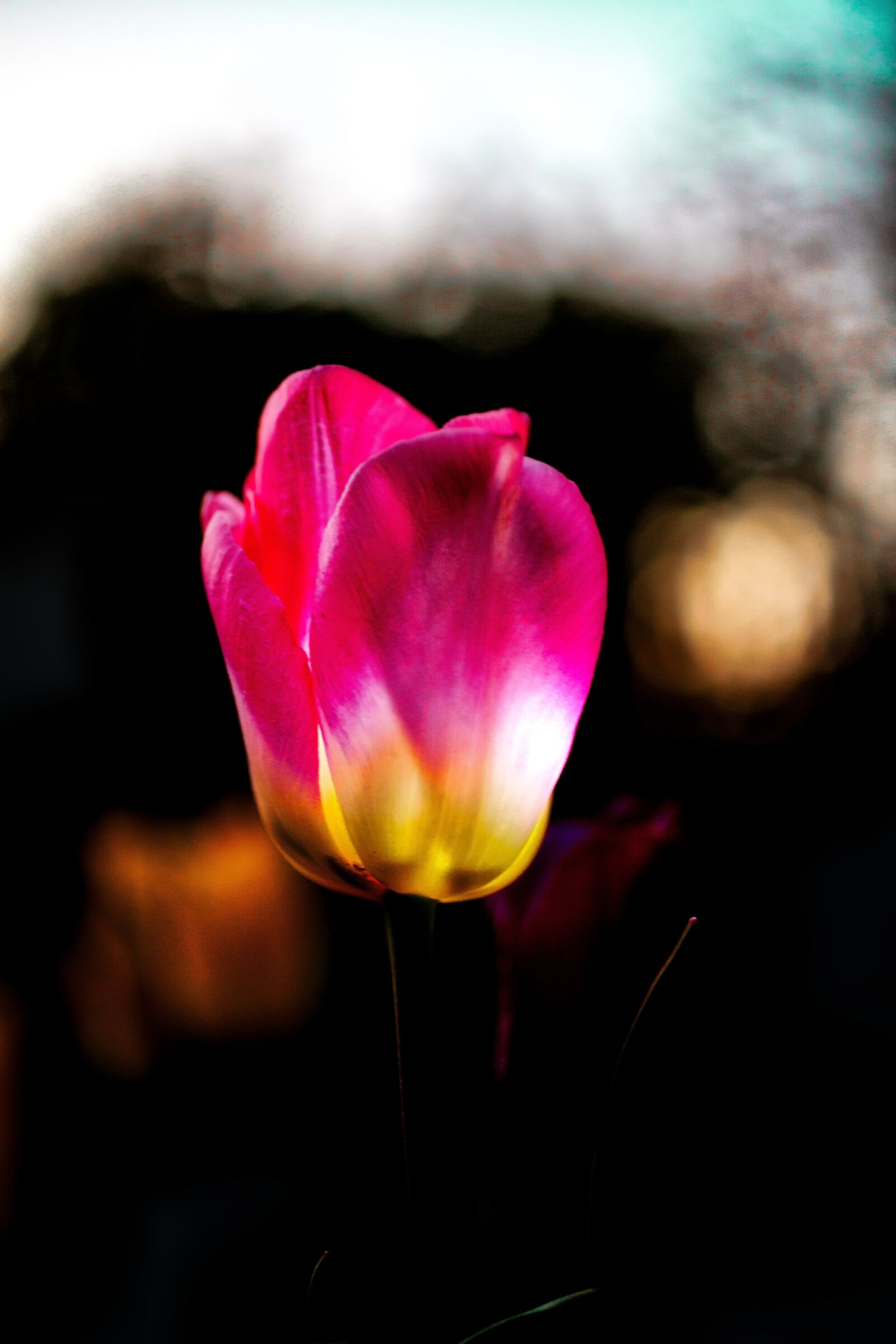 Canon EOS 5D Mark II + Canon EF 50mm F2.5 Macro sample photo. Tulip, red-yellow, flower photography