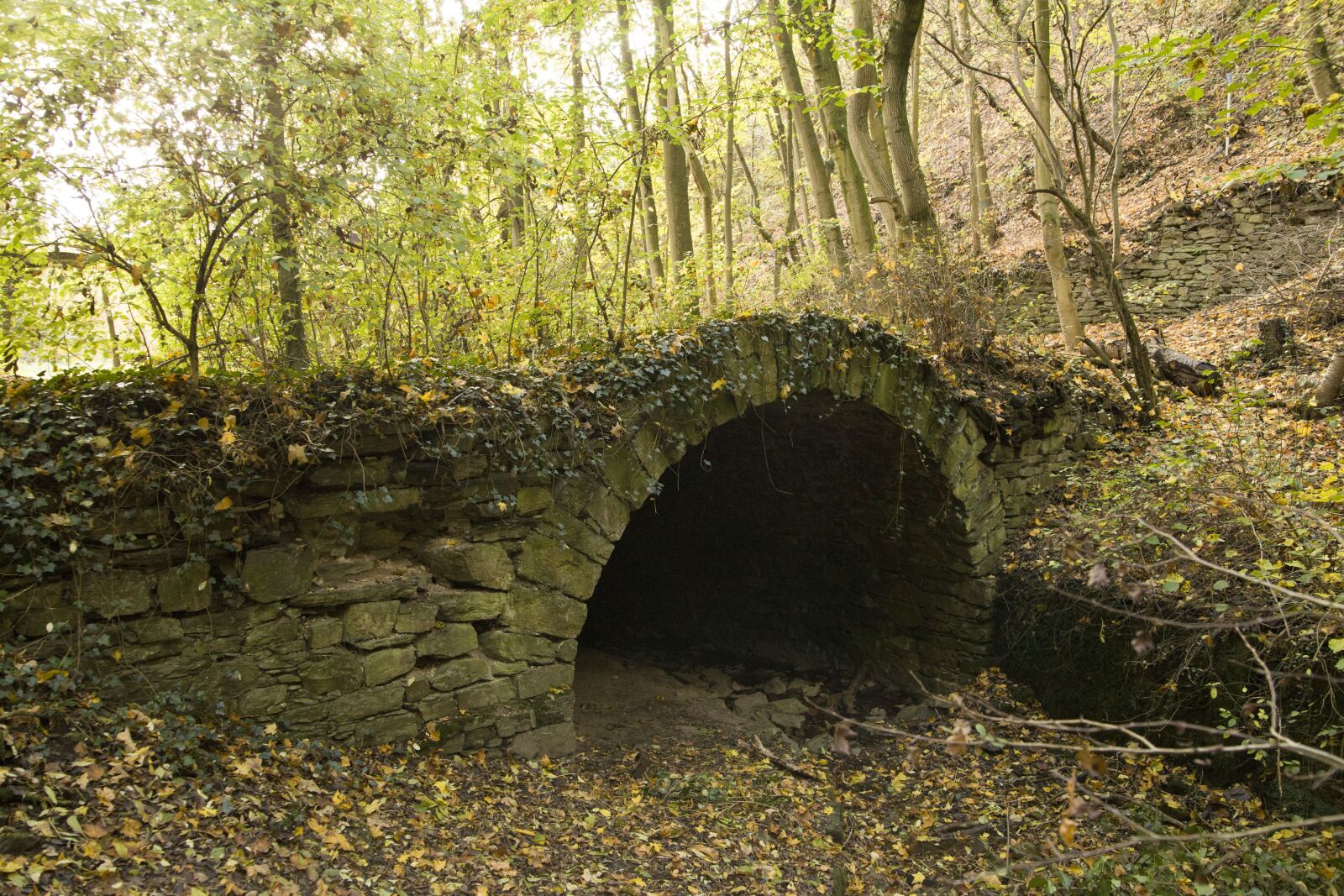 Canon EOS 5D Mark II sample photo. Tunnel, forest, trail photography