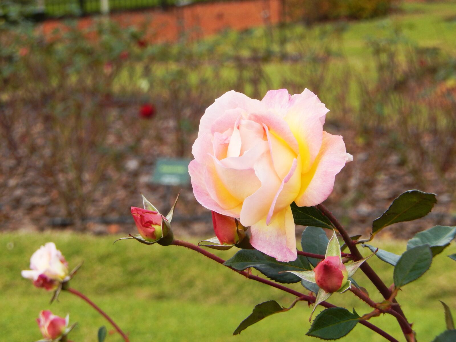 Nikon Coolpix S9500 sample photo. Rosa, flower, flower color photography
