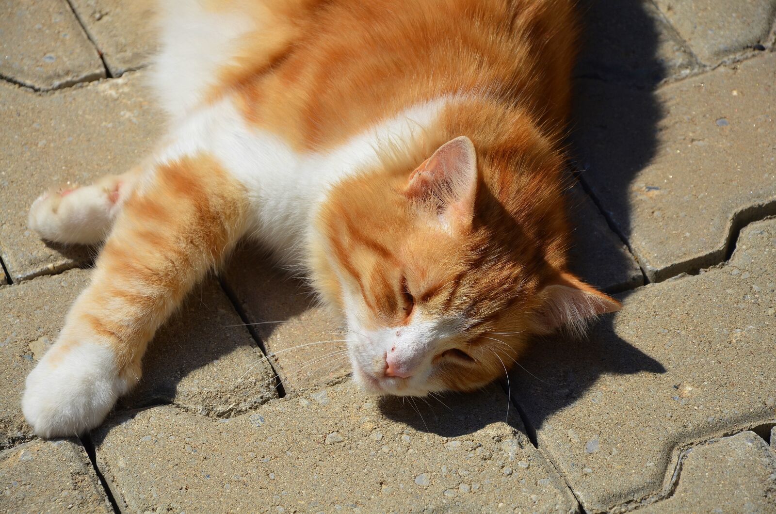 Nikon D7000 sample photo. Cat, animal, pet photography