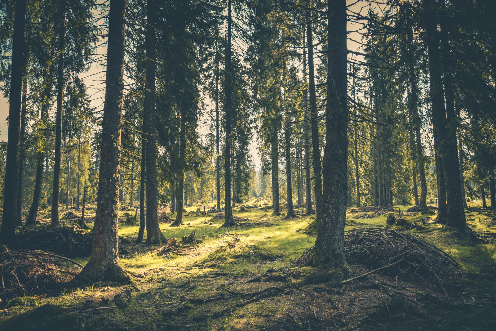 Nikon D3300 sample photo. Adventure, atmosphere, conifer, conifers photography