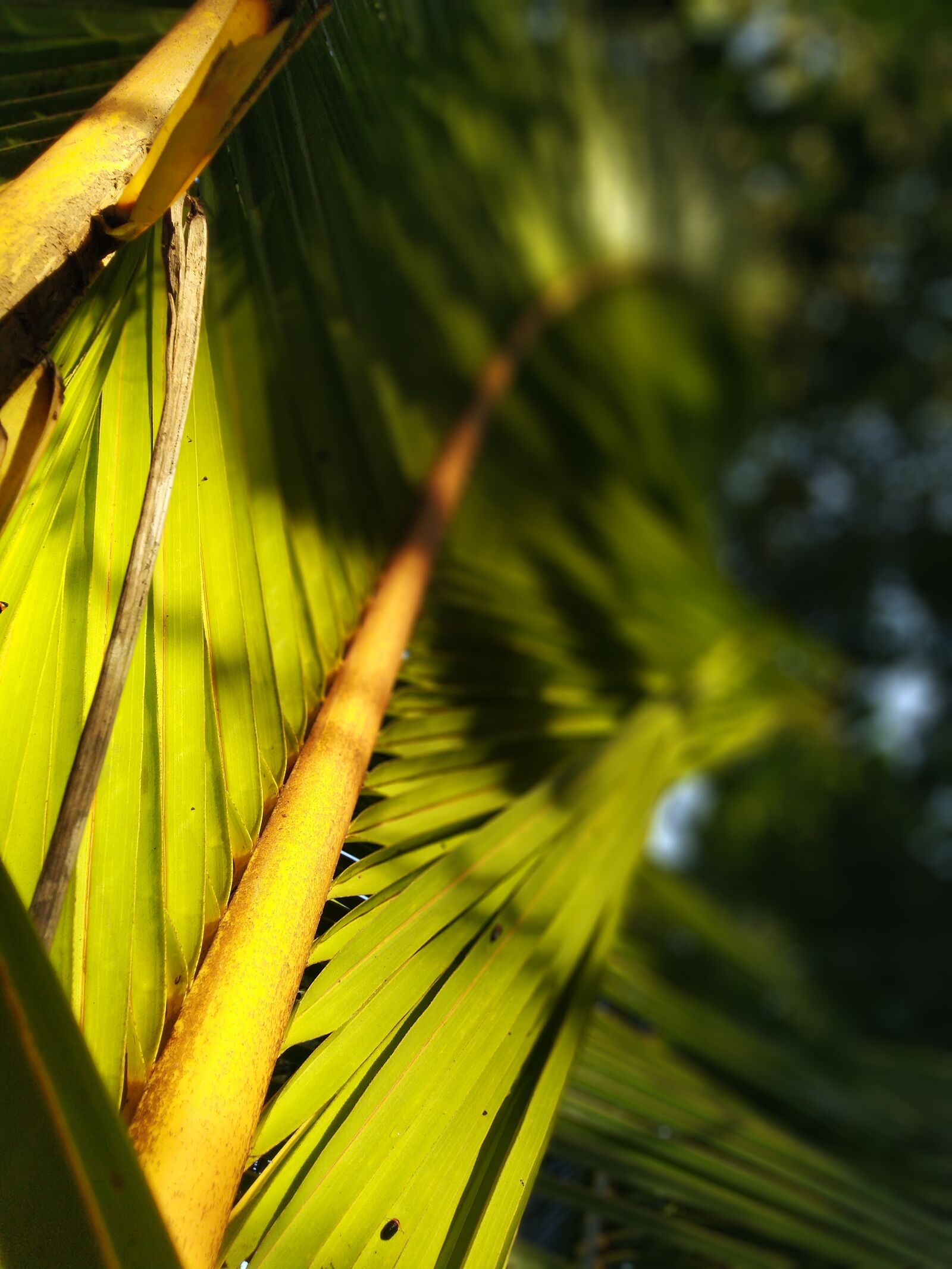 ASUS ZenFone Max Pro M1 (ZB602KL) (WW) / Max Pro M1 (ZB601KL) (IN) sample photo. Leaf, green, nature photography