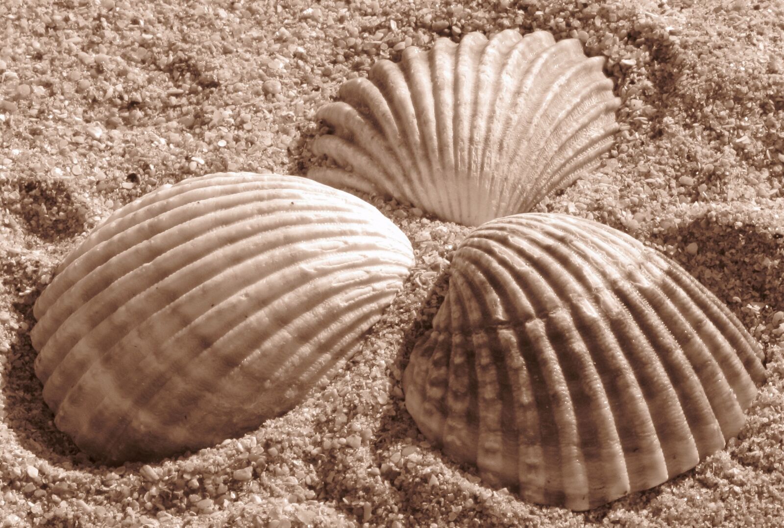 Canon PowerShot SX20 IS sample photo. Shells, sand, beach photography