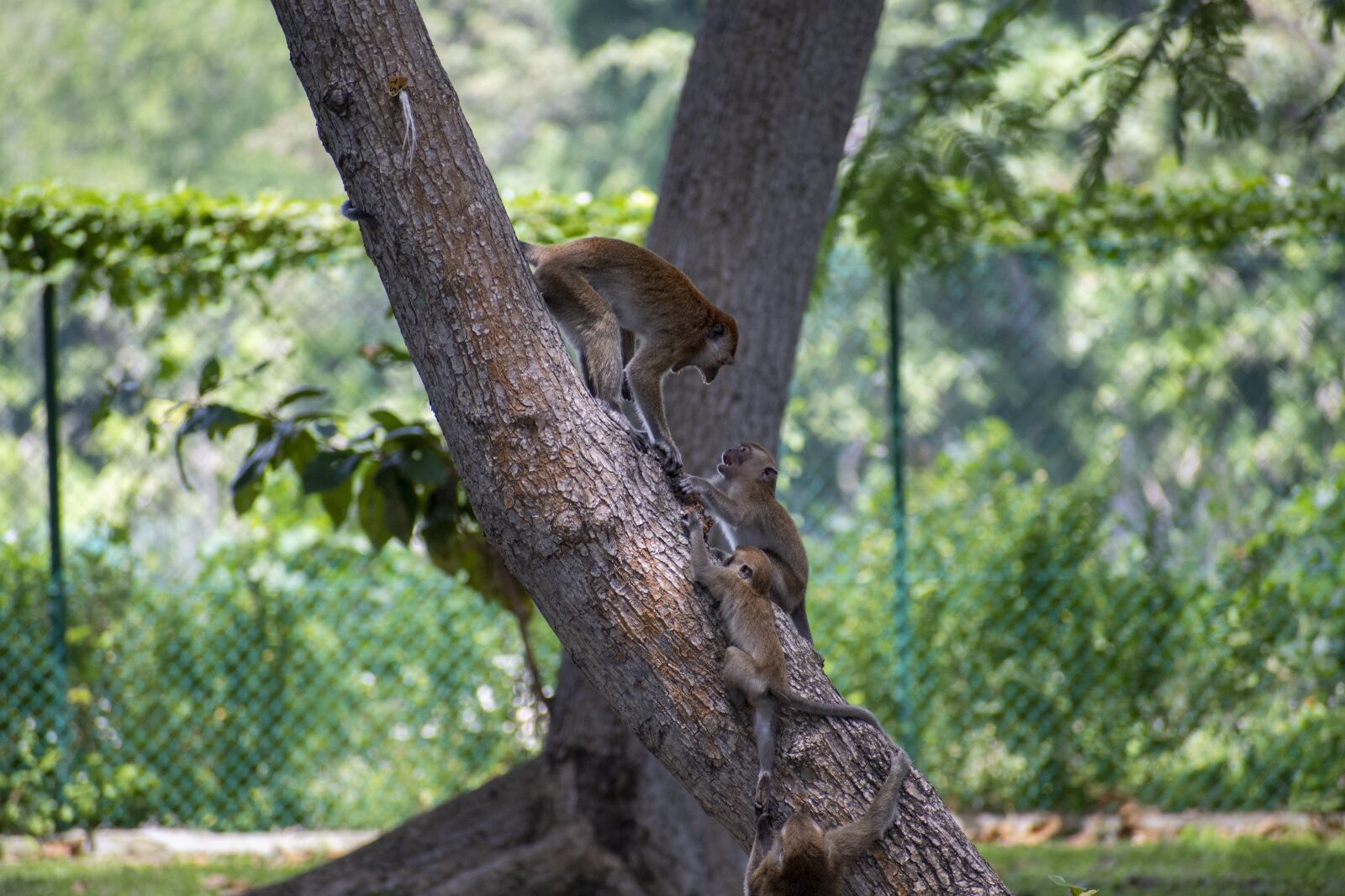 Nikon D7500 sample photo. Monkeys, tree, animals photography