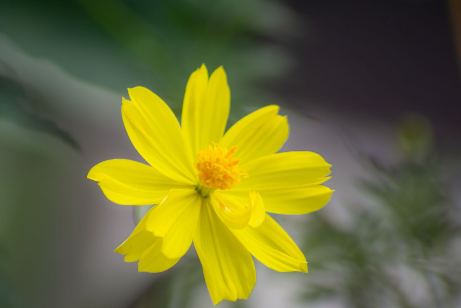Nikon D3100 sample photo. Macro, sunlight, flower garden photography