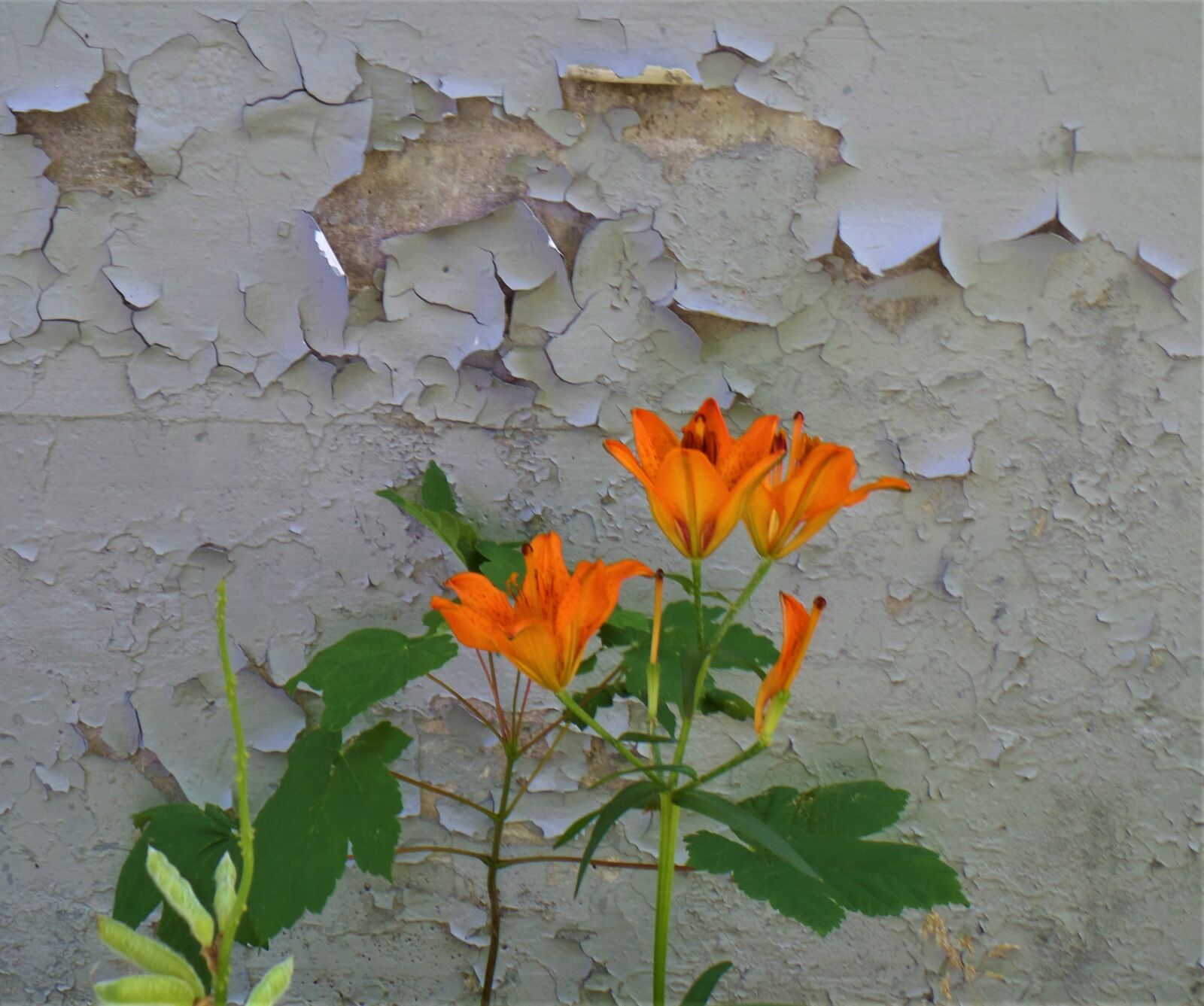 Samsung WB800F sample photo. Flower, concrete, wall photography