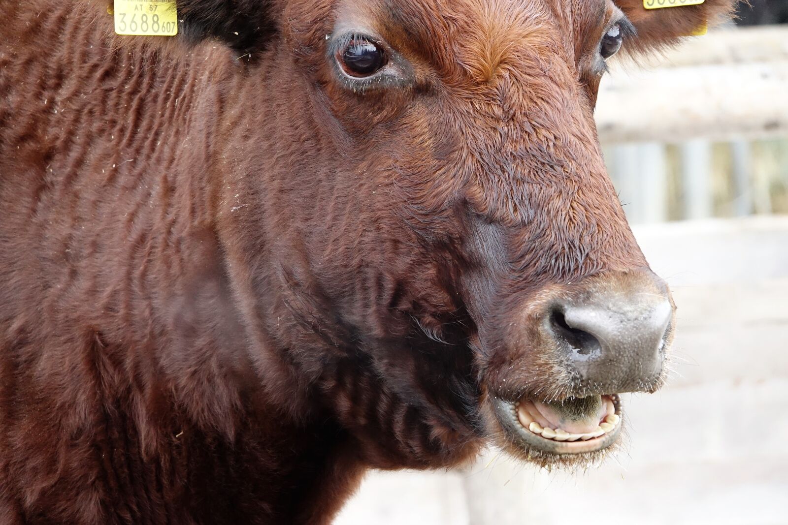 Sony Cyber-shot DSC-RX10 III sample photo. Beef, animal, cattle photography
