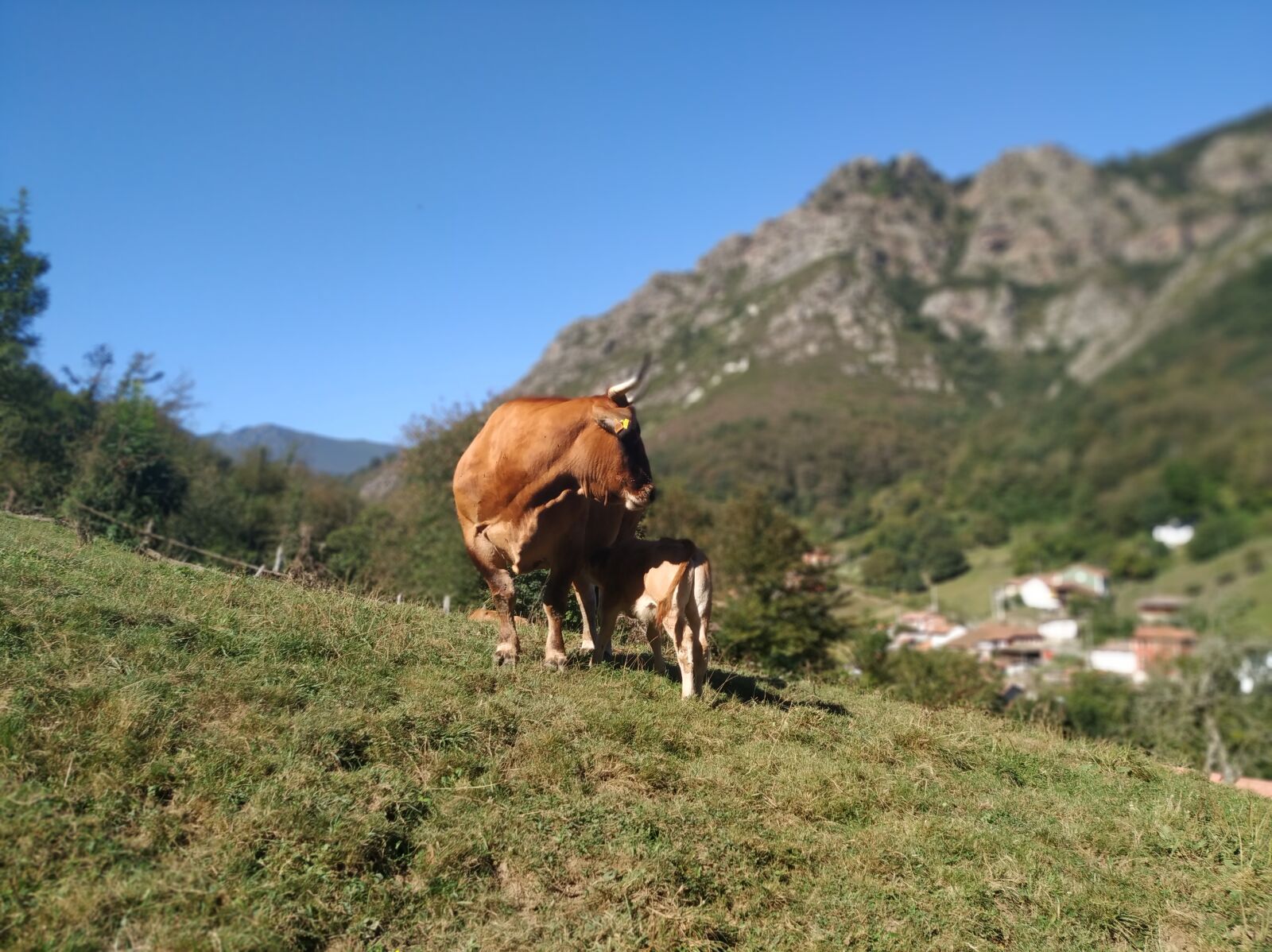 Xiaomi Mi A2 sample photo. Cow, veal, asturias photography