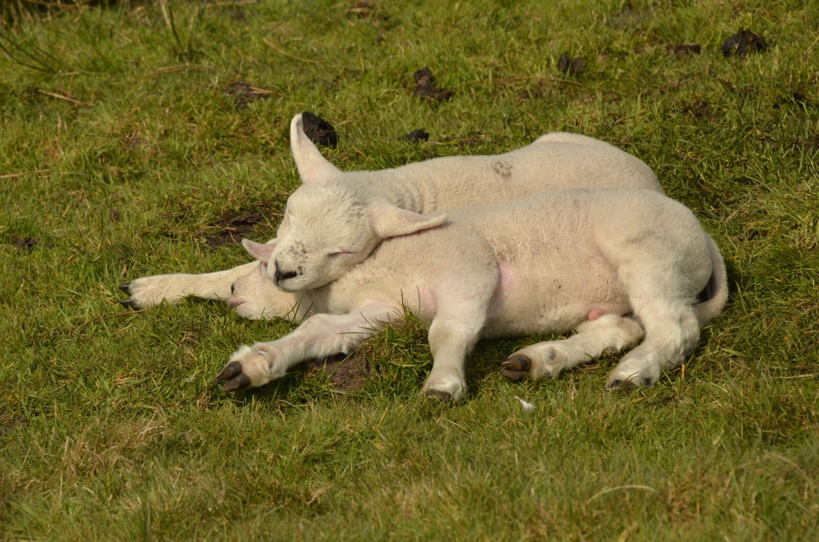 Nikon D7000 sample photo. Animal, mammal, sheep photography
