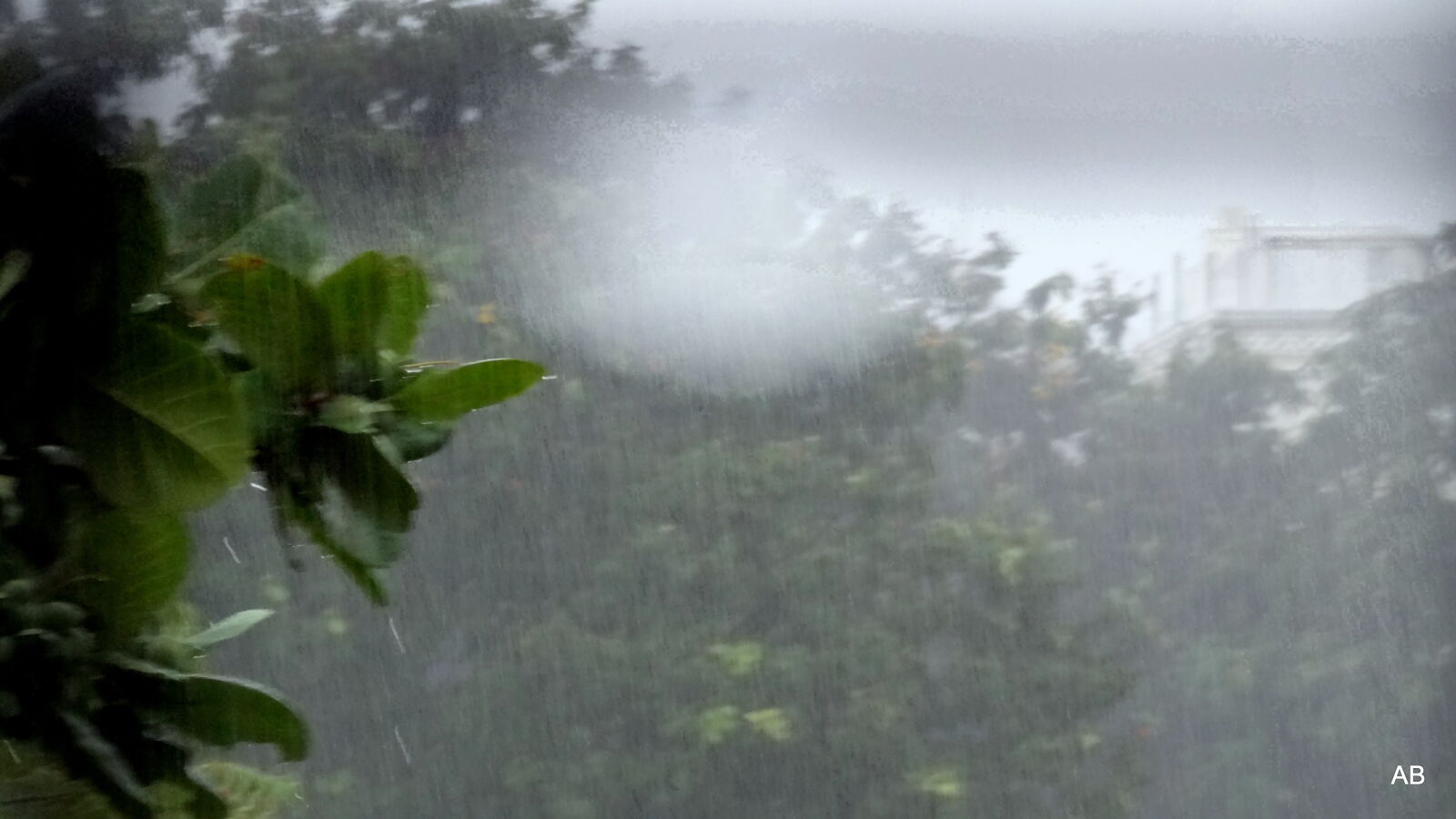 Sony Cyber-shot DSC-HX9V sample photo. Raindrops, on, tree, during photography