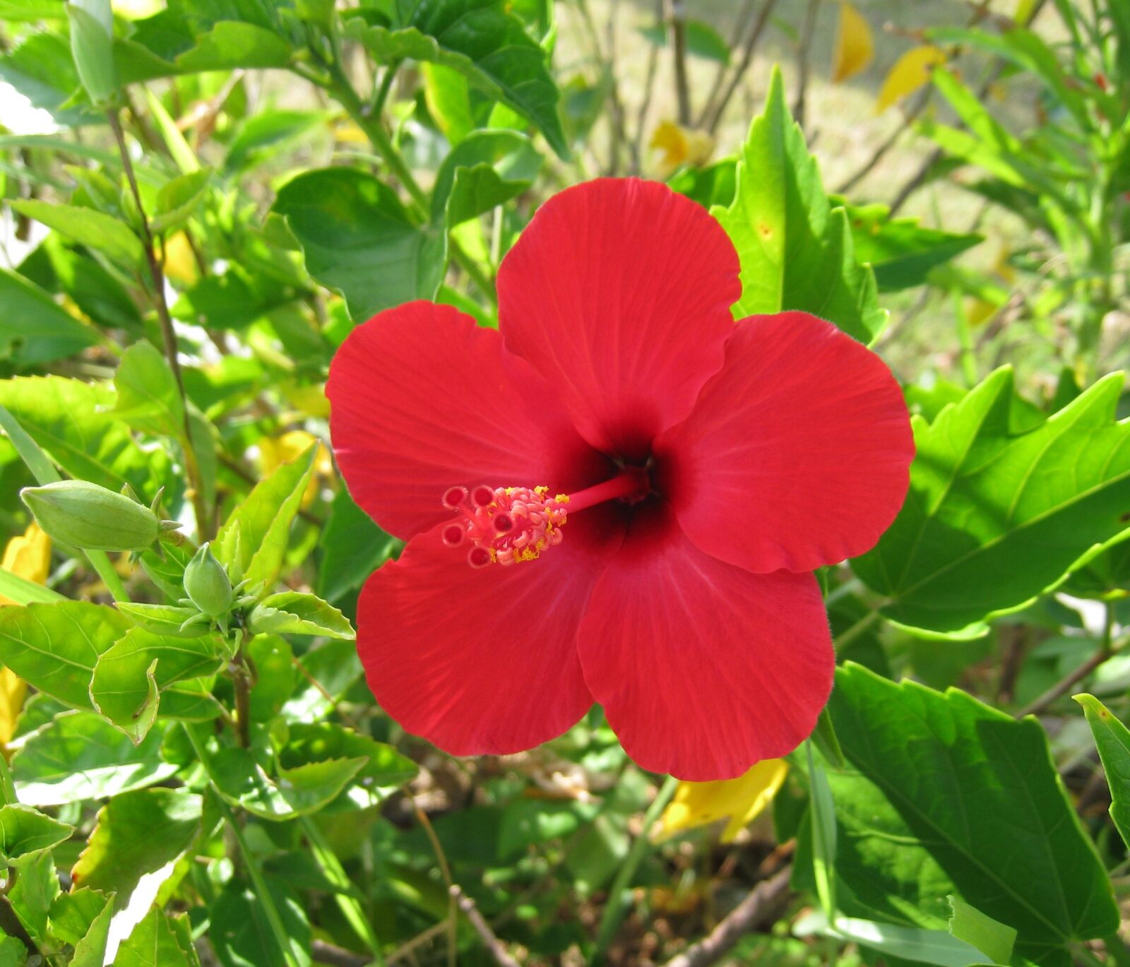 Canon IXY DIGITAL 910 IS sample photo. Hibiscus, ishigaki island, outlying photography