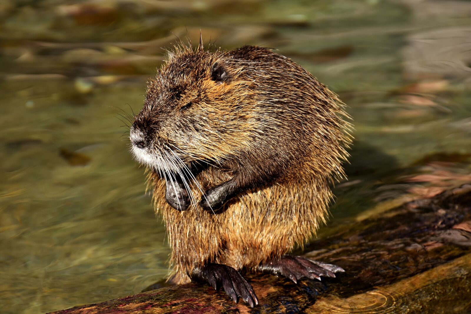 Nikon D7200 sample photo. Nutria, water rat, water photography