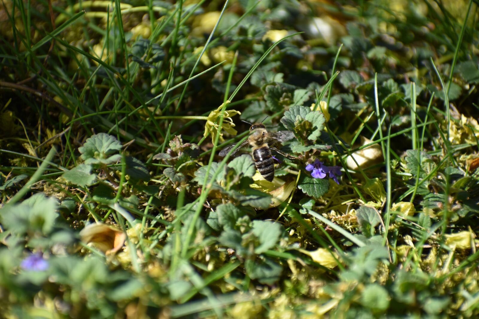 Nikon D3500 sample photo. Flowers, spring, flora photography