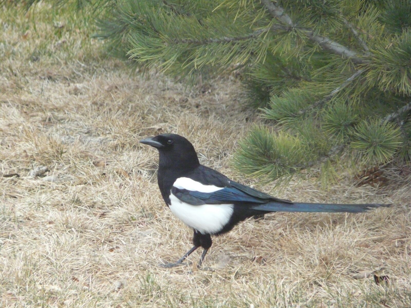 Panasonic DMC-FZ18 sample photo. Bird, lawn, magpie photography