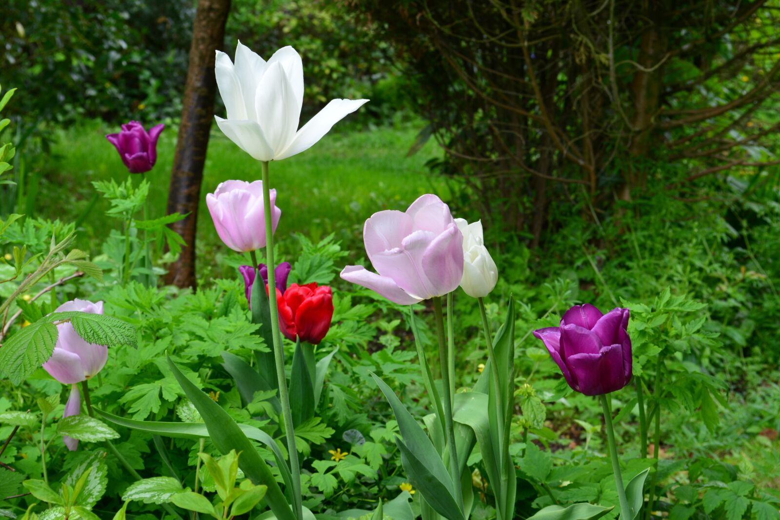 Nikon D5200 sample photo. Nature, flowers, summer photography