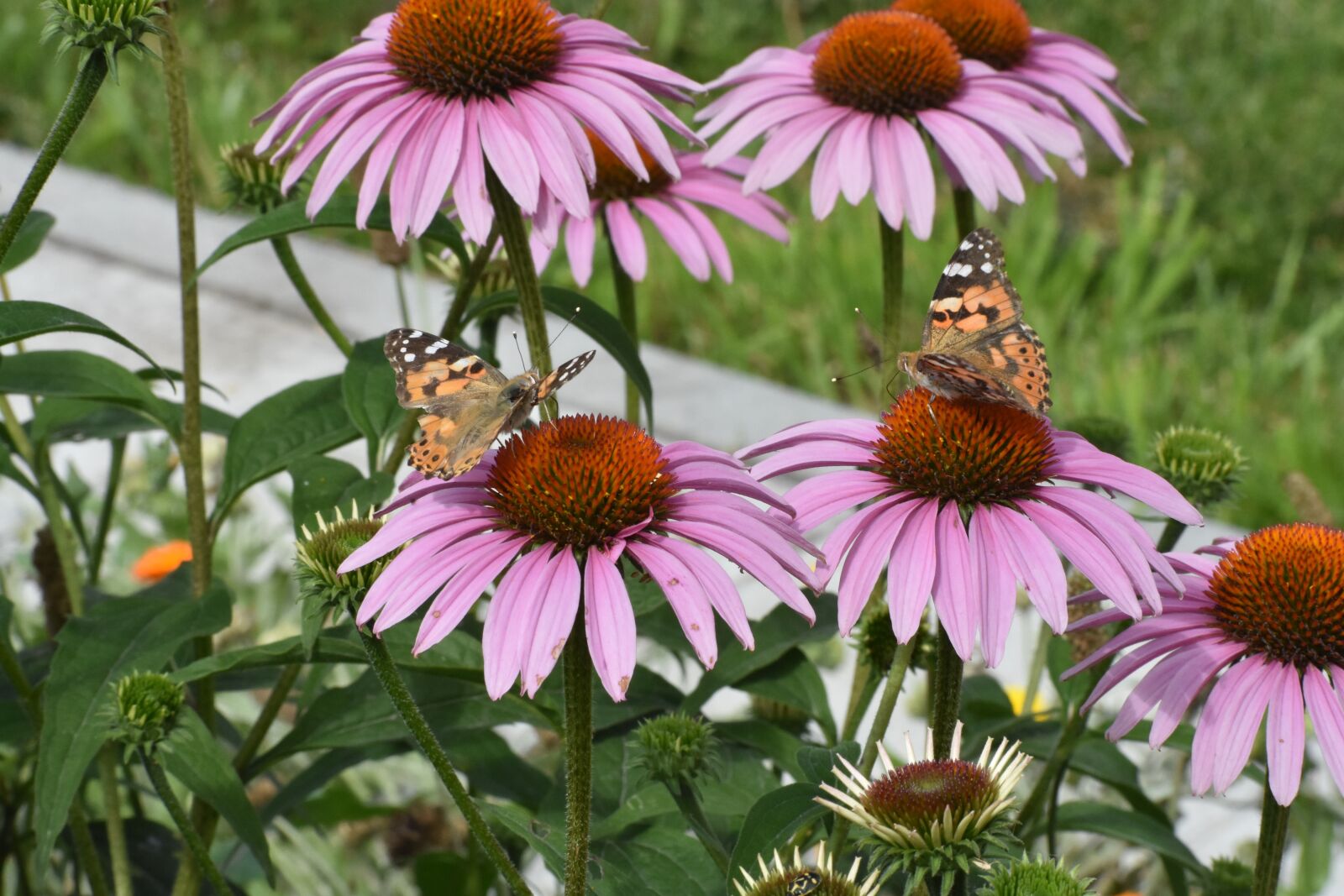 Nikon D3400 sample photo. Flower, echinacea, butterfly photography