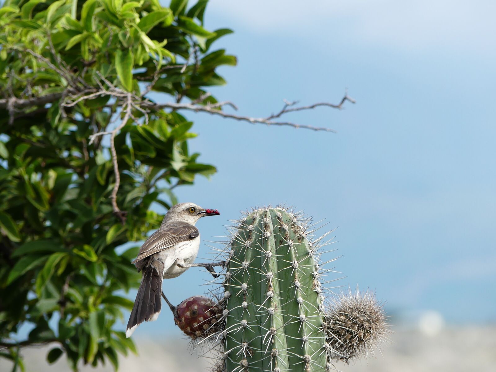 Panasonic Lumix DMC-FZ300 sample photo. Bird, cactus, desert tacacoa photography