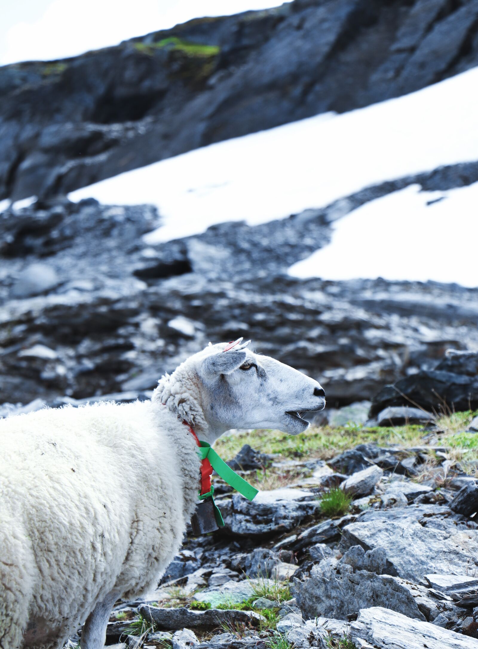 Canon EOS 800D (EOS Rebel T7i / EOS Kiss X9i) sample photo. Sheep, norway, mountain photography