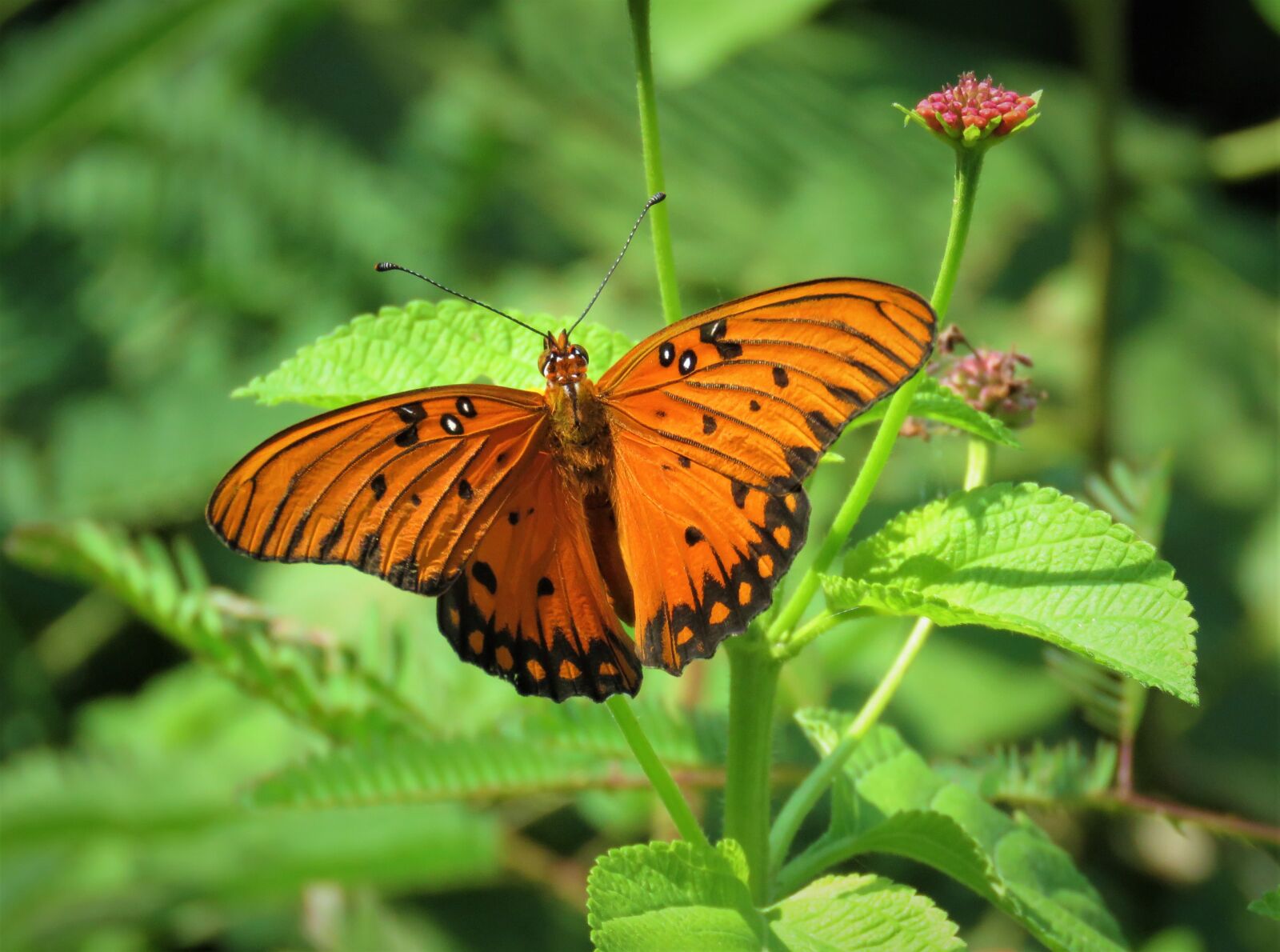 Canon PowerShot SX60 HS sample photo. Butterfly, orange, insect photography