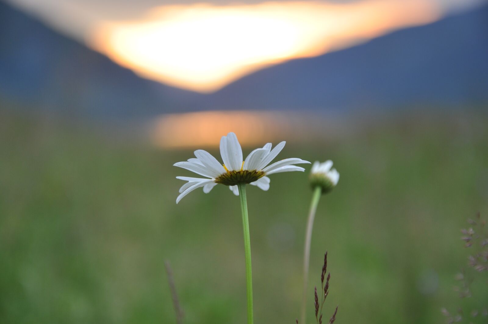 Nikon D90 sample photo. Twilight, daisies, nature photography