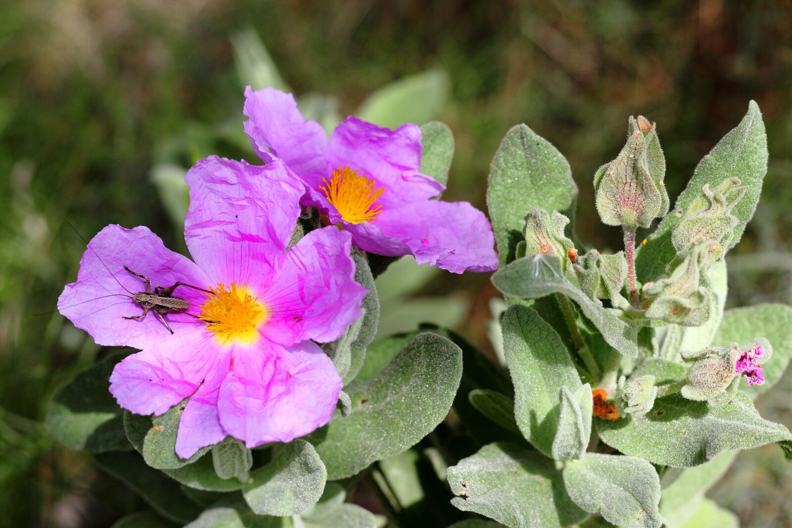 Canon EOS 1200D (EOS Rebel T5 / EOS Kiss X70 / EOS Hi) + Canon EF 50mm F1.8 STM sample photo. Flowers, wild, plants photography