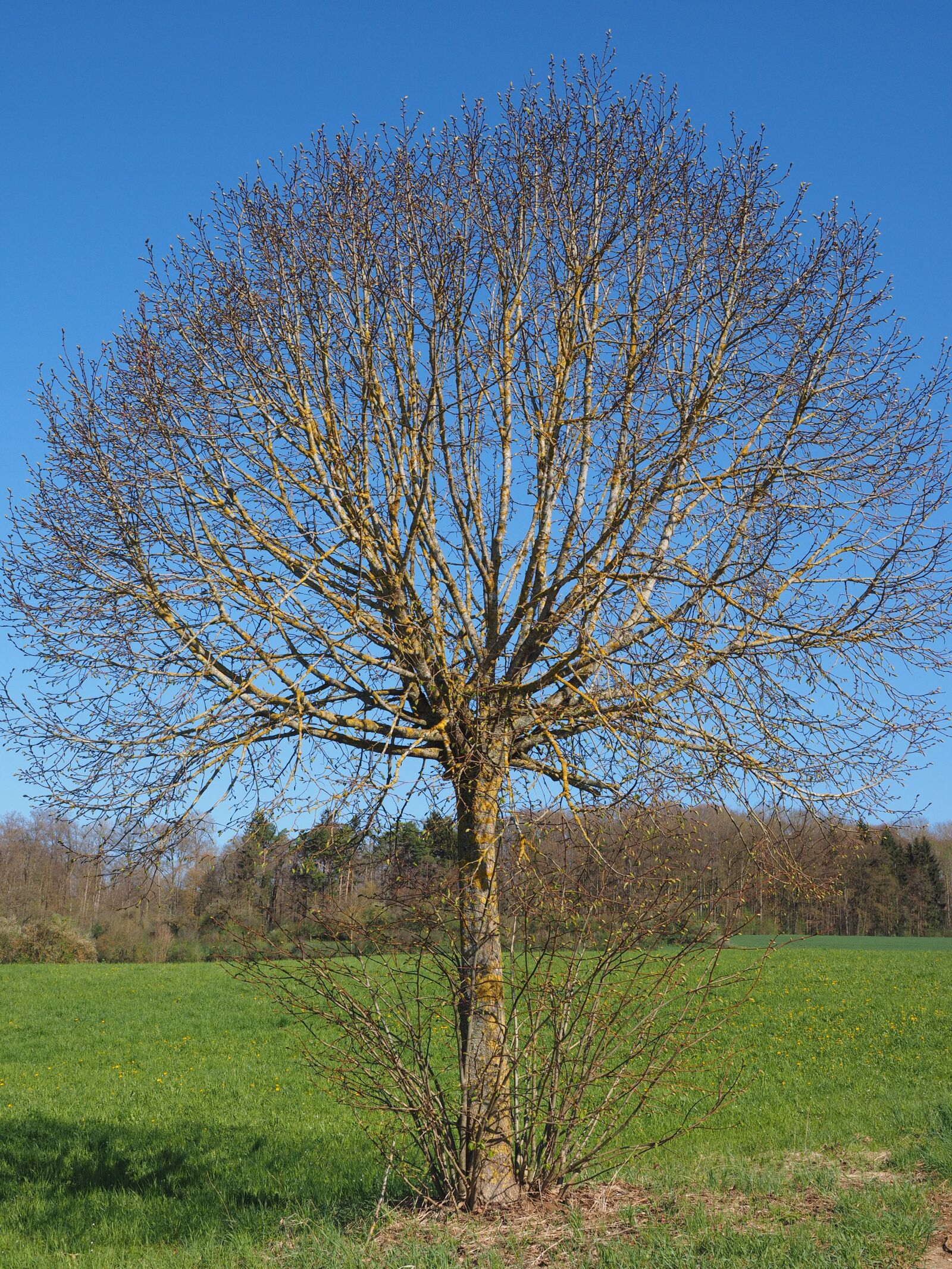 Olympus OM-D E-M1 + Olympus M.Zuiko Digital ED 12-40mm F2.8 Pro sample photo. Tree, kahl, spring photography