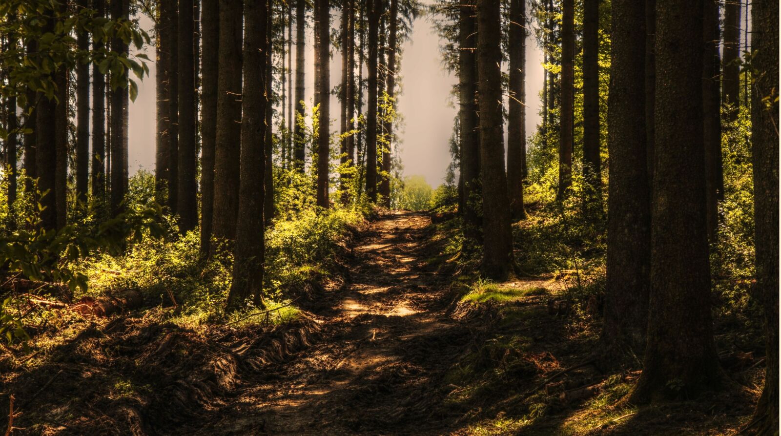 Canon EOS 100D (EOS Rebel SL1 / EOS Kiss X7) sample photo. Forest, tree, wood, landscape photography