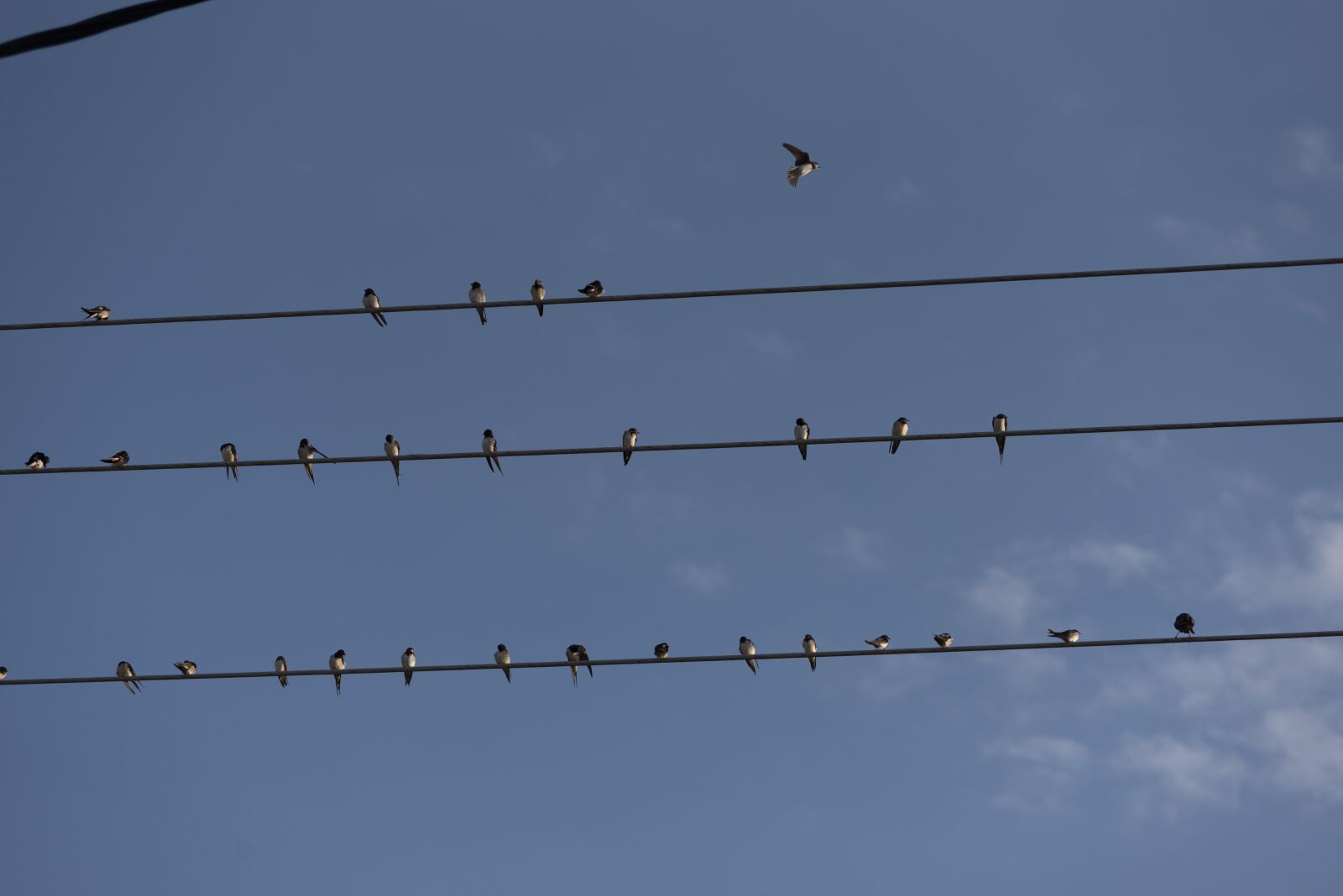 Nikon D750 sample photo. Swallows, birds, swallow photography