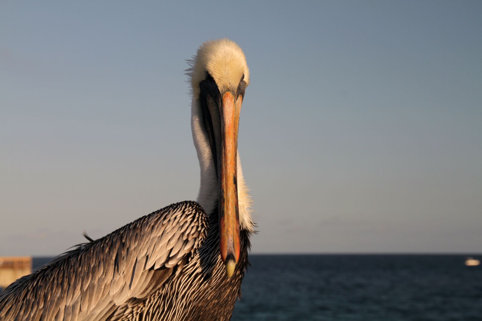 Canon EOS 7D sample photo. Pelican, bird, big photography